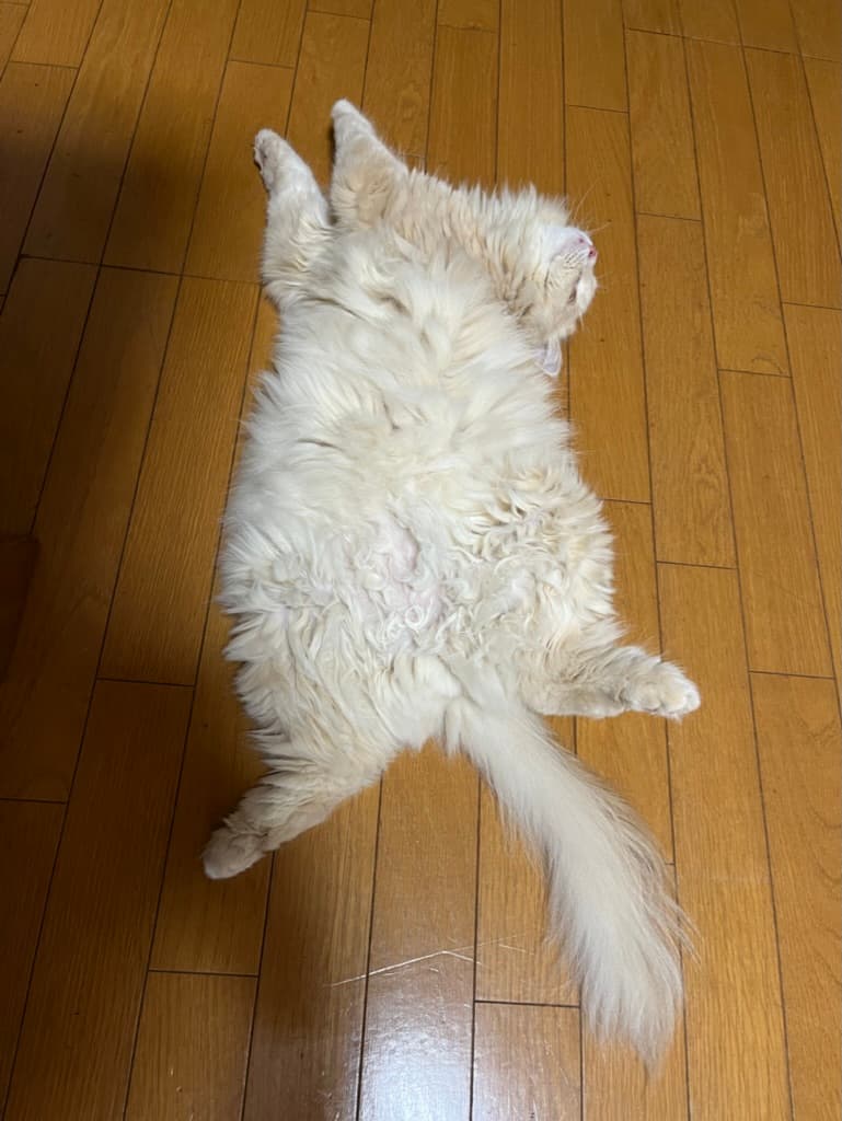 cat